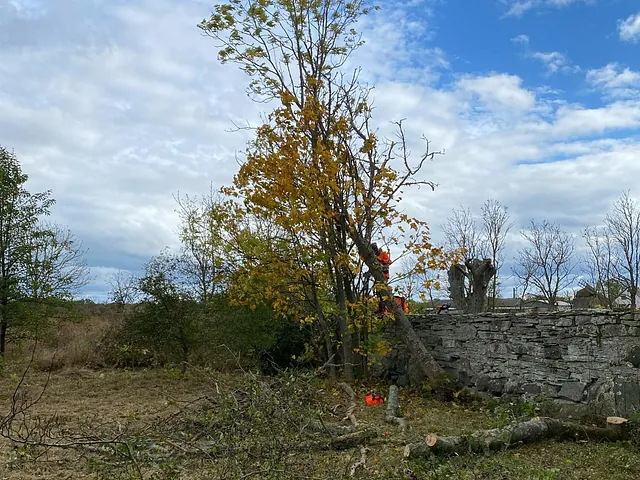 Trädbeskärning