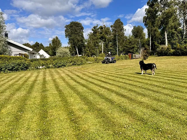 Gräsklippning